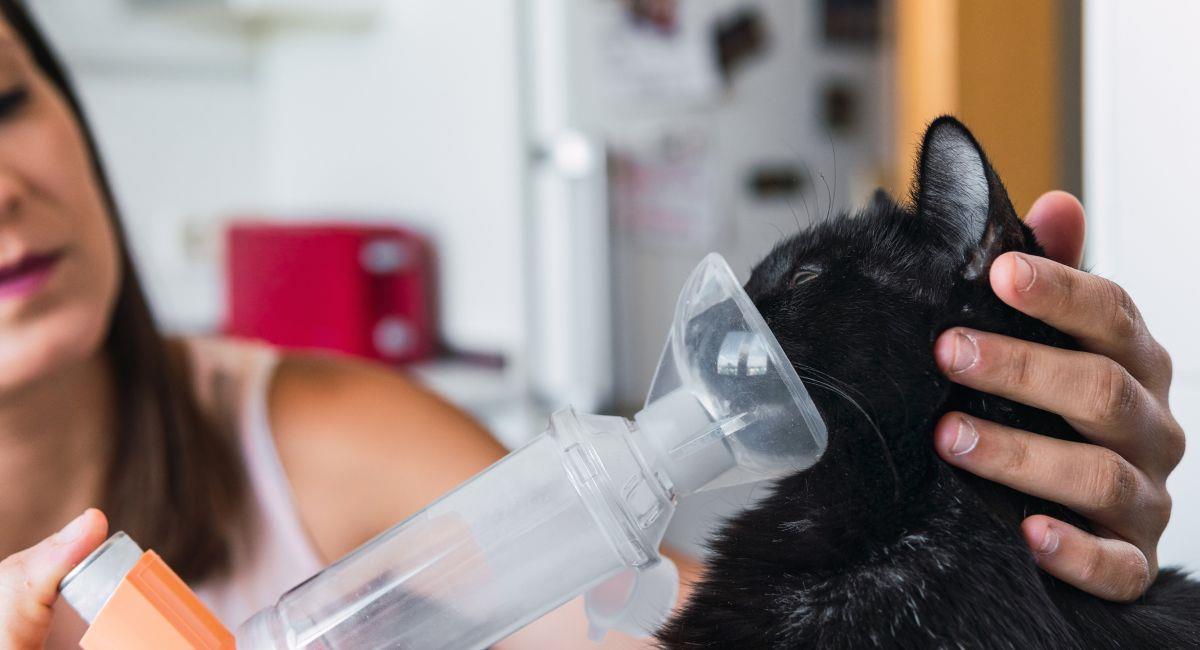 Asma en gatos: ¿cómo identificarlo?. Foto: Shutterstock