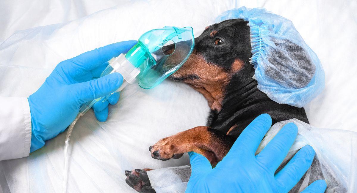 Envenenamiento en mascotas: ¿cómo actuar?. Foto: Shutterstock