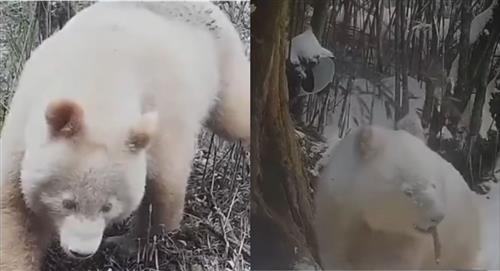Panda albino fue captado en bosque de China