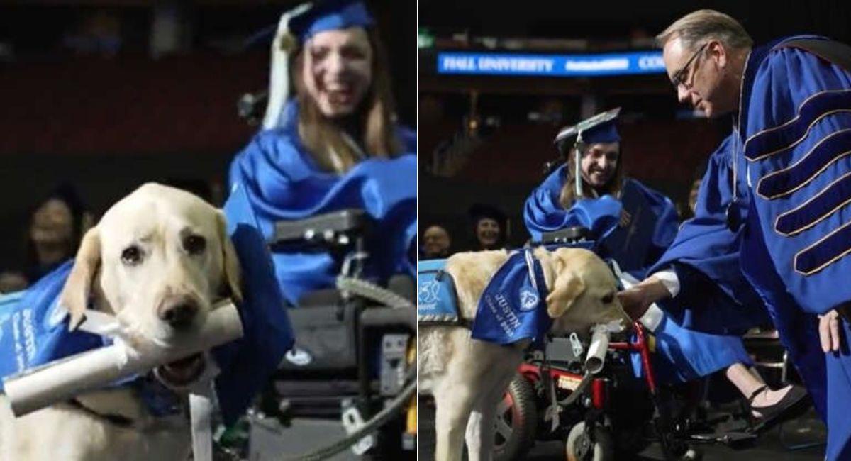 Perro guía se graduó de la universidad junto a su dueña. Foto: Twitter @SetonHall