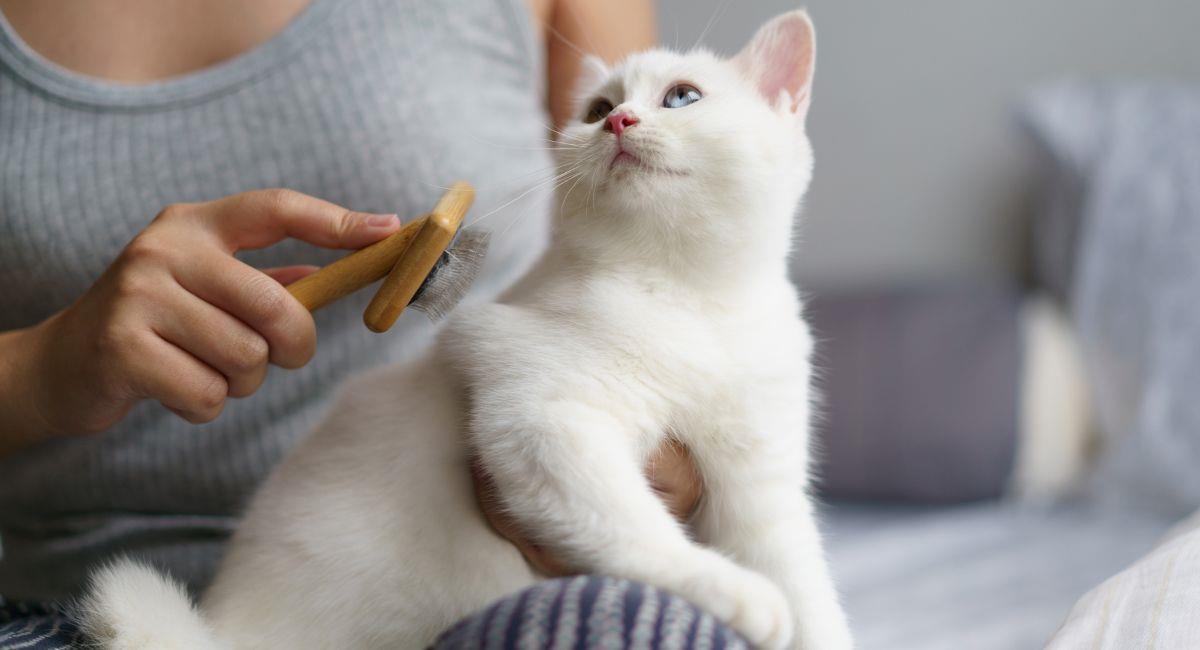 7 razones por las que tus gatos amasan. Foto: Shutterstock