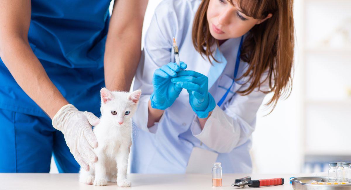 ¿Cuál es el esquema completo de vacunación para los gatos?. Foto: Shutterstock