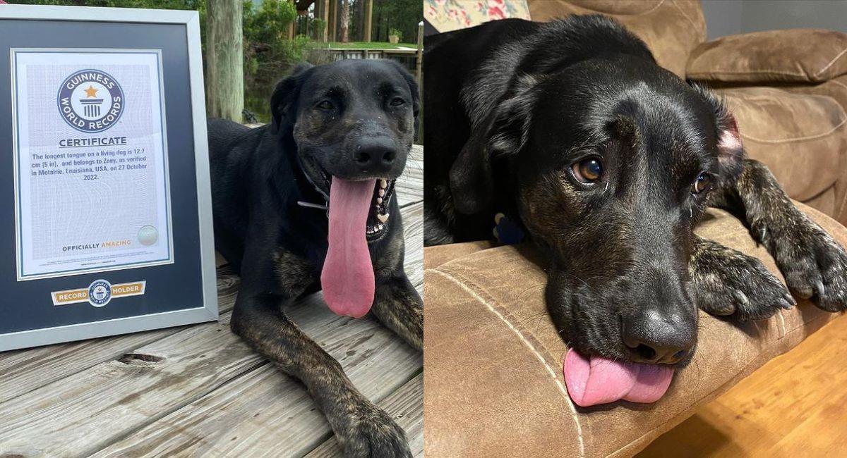 Zoey: la perra con el Récord Guinness de la lengua más larga del mundo. Foto: Instagram