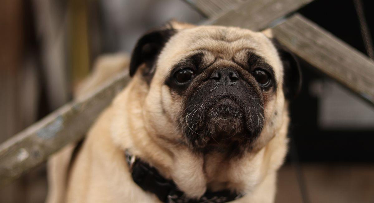 Estas son las razas de perro que más se enferman
. Foto: Shutterstock