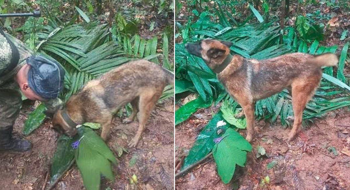 Wilson, el perrito rescatista perdido en la selva del Guaviare. Foto: Twitter Fuerzas Militares