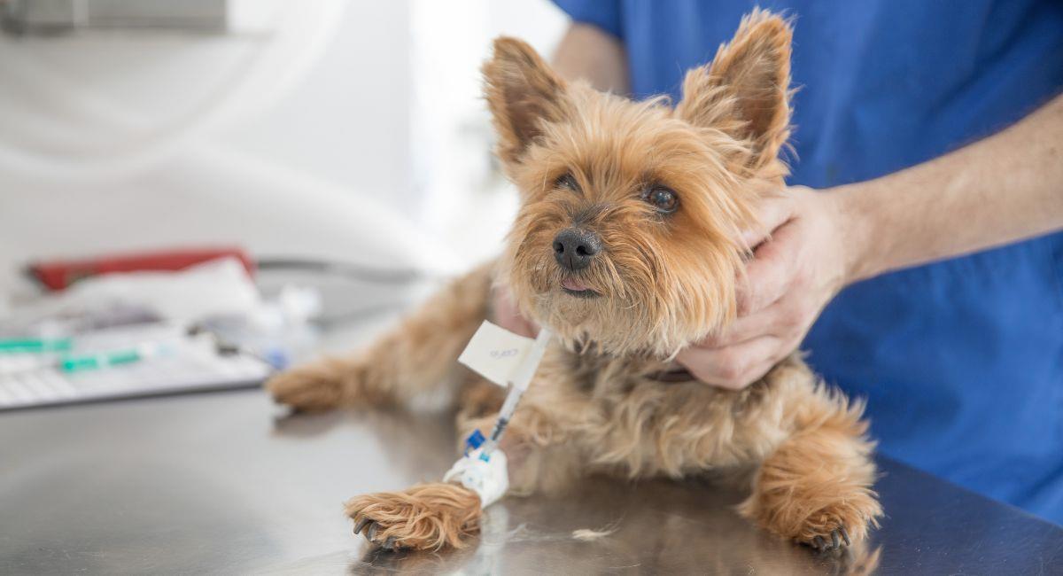 Diabetes en mascotas: ¿cómo identifícala?. Foto: Shutterstock