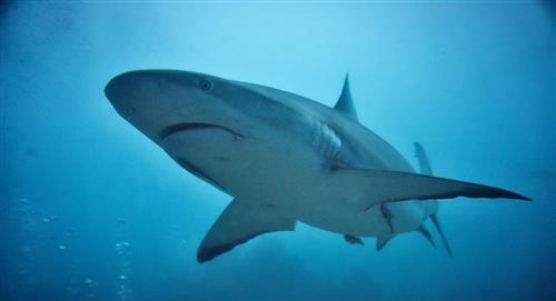 El tiburón que atacó a Egipto será momificado