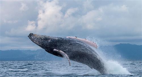 Prepara tus binoculares: temporada de avistamiento de ballenas jorobadas en Colombia