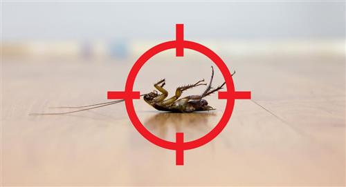 Los riesgos para la salud de pisar las cucarachas