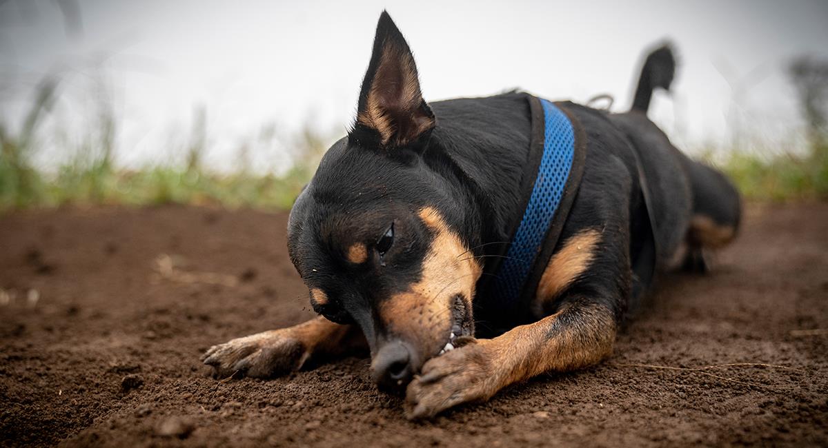 Cuidado: razones por las que tu perro se lame o muerde las patas. Foto: Shutterstock