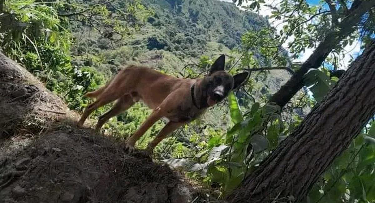 Un perro similar a Wilson fue visto deambulando por zona rural del departamento del Huila. Foto: Twitter @GranjaJulian