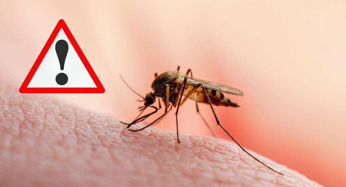 Alerta en Colombia por aumento de casos de dengue. Foto: Shutterstock