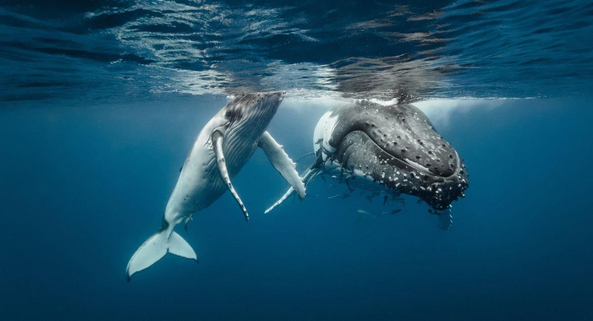 Captan a ballena jorobada amamantando a su cría en el Pacífico colombiano. Foto: Shutterstock