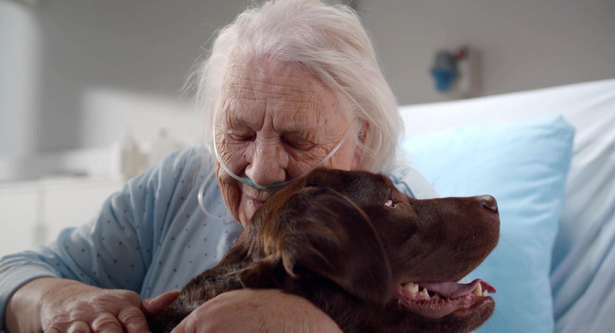 La razón por la que los perros podrían presentir la muerte. Foto: Shutterstock