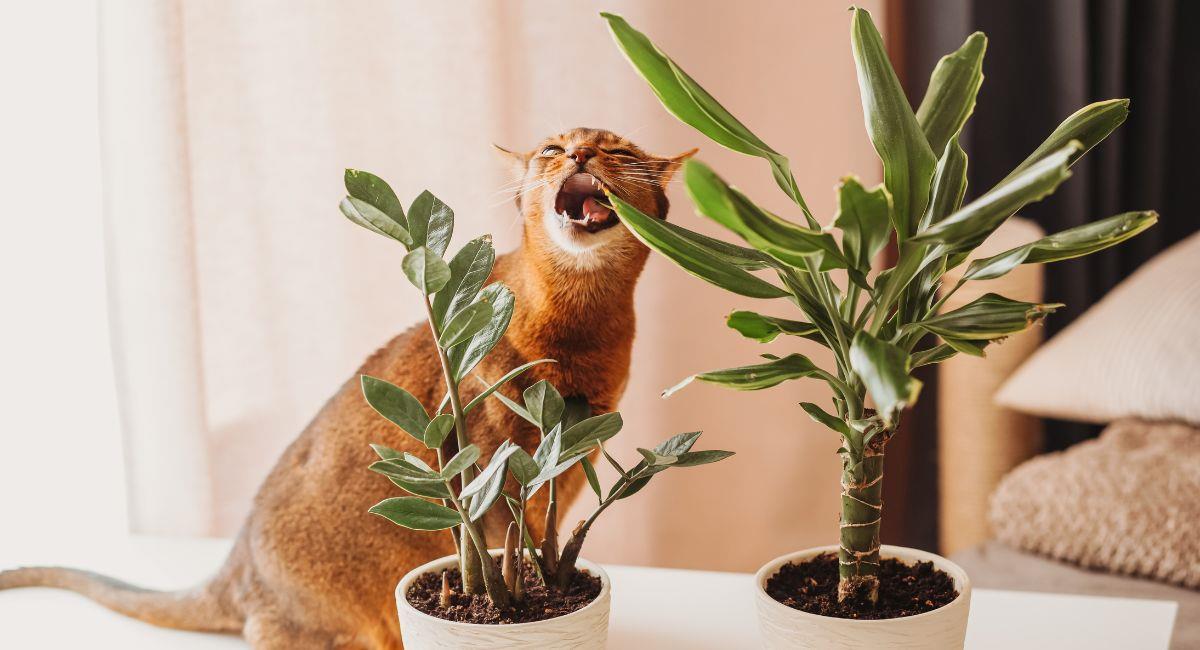 Si tienes mascotas en tu hogar, evita tener estos cinco tipos de plantas. Foto: Shutterstock