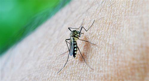 Hay alerta epidemiológica por dengue en 143 municipios de Colombia