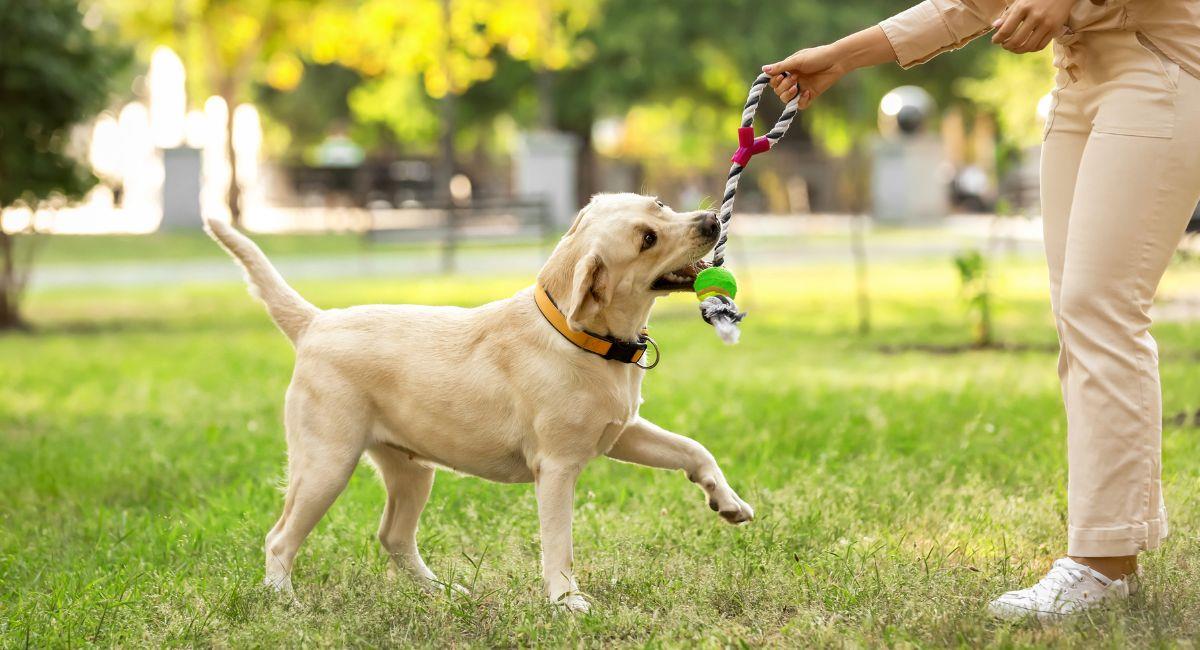 Centro Chía realizará festival Pet Friendly este fin de semana. Foto: Shutterstock