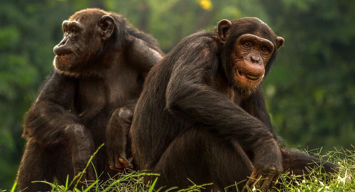 Los chimpancés son primates originarios de África. Foto: Pixabay