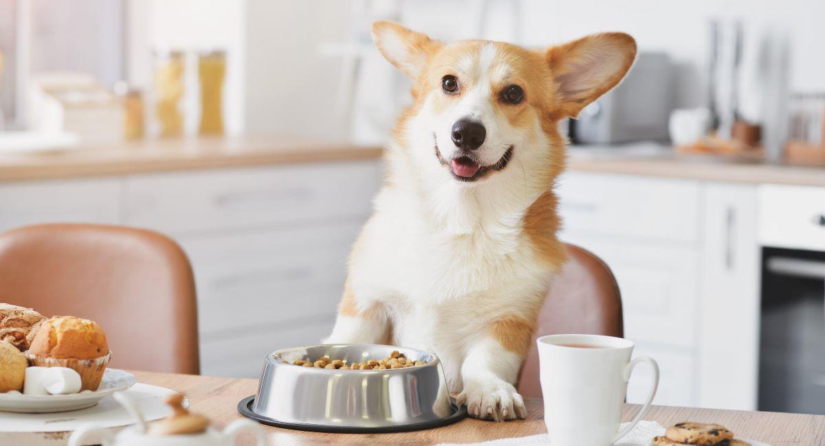 ¿Es bueno o malo darles comida casera a mis mascotas?. Foto: Shutterstock