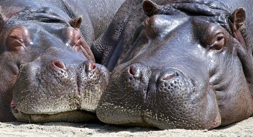 No quieren dejar sacar hipopótamos antioqueños del país
