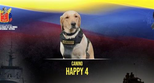 Happy 4: el perro antiexplosivos que murió evitando una tragedia 