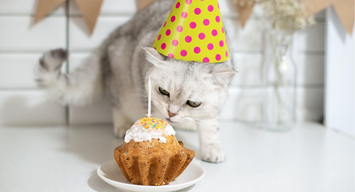 Conoce por qué se celebra hoy el Día Internacional del Gato. Foto: Shutterstock