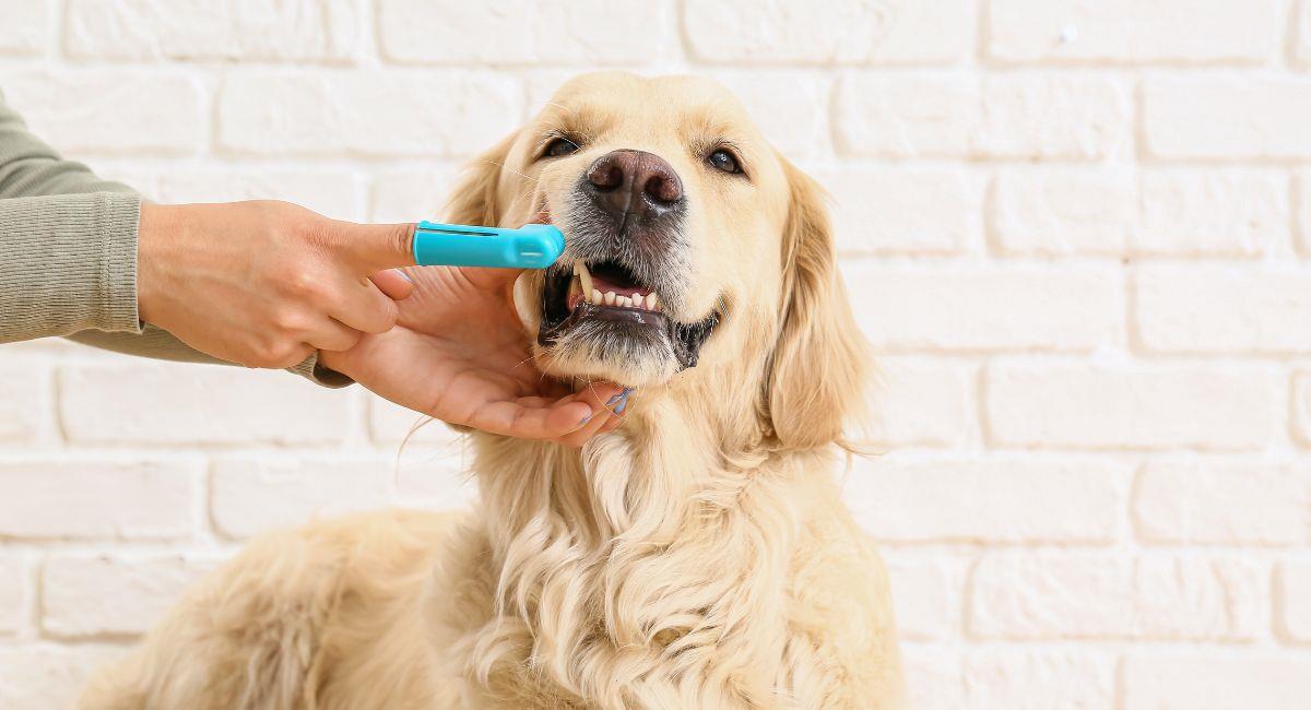 ¿Cómo eliminar el mal aliento de mi perro?. Foto: Shutterstock