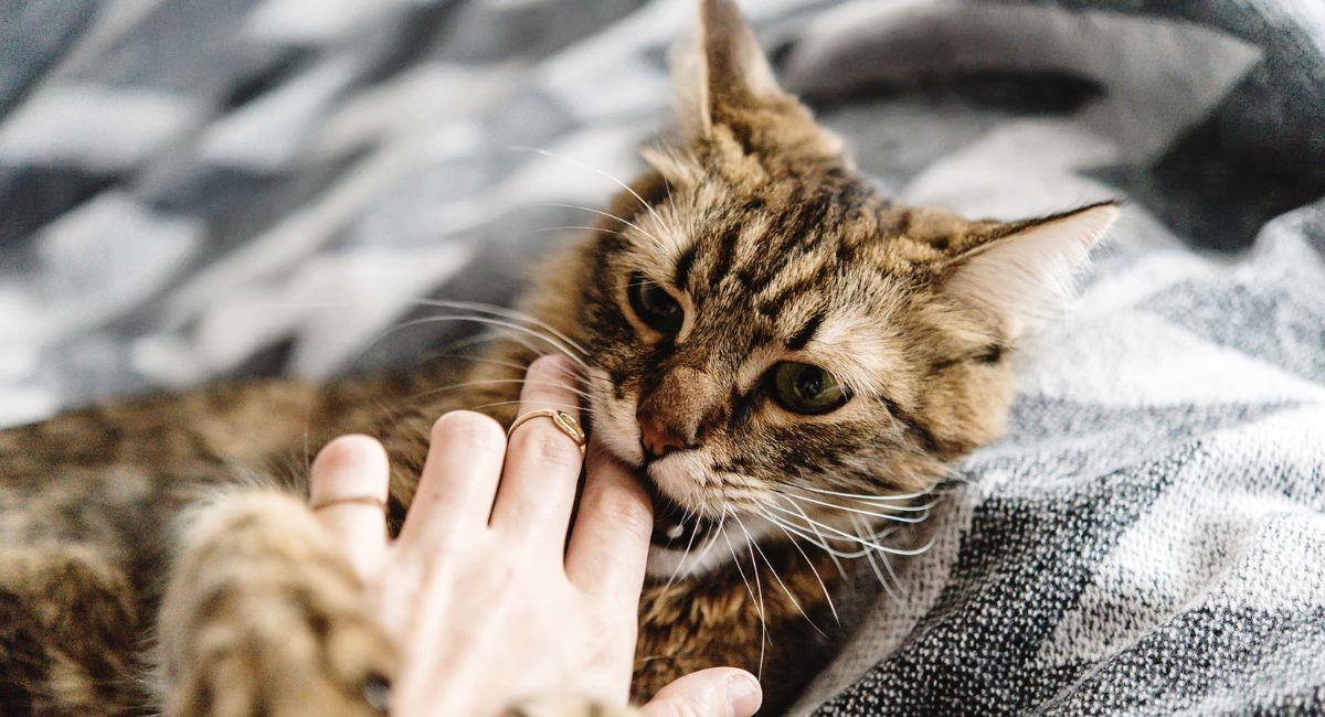 Hombre desarrolló extraña infección tras ser mordido por un gato. Foto: Shutterstock