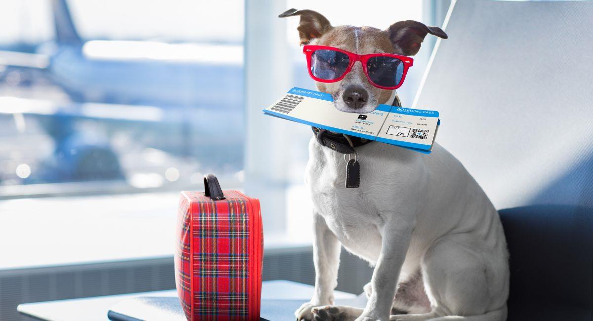 Conozca el precio y los requisitos exigidos para viajar en avión con una mascota. Foto: Shutterstock