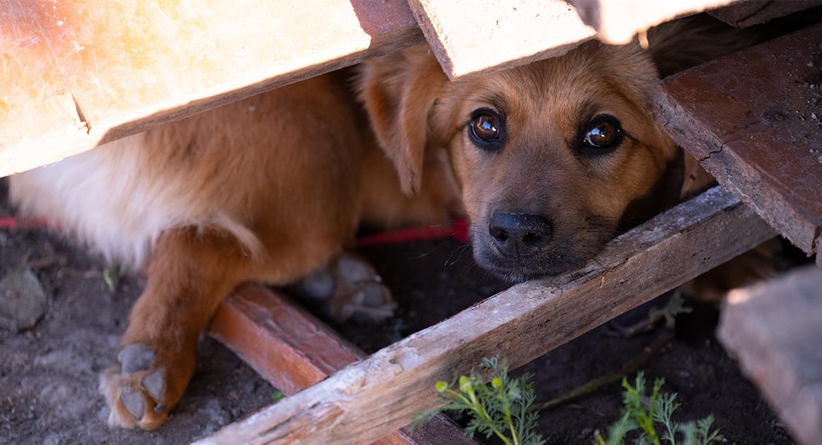 Conoce qué hacer con tus mascotas en caso de temblor. Foto: Shutterstock