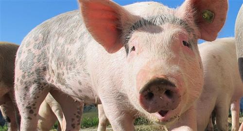 Carne de cerdo a cambio de votos ofrece pastor religioso