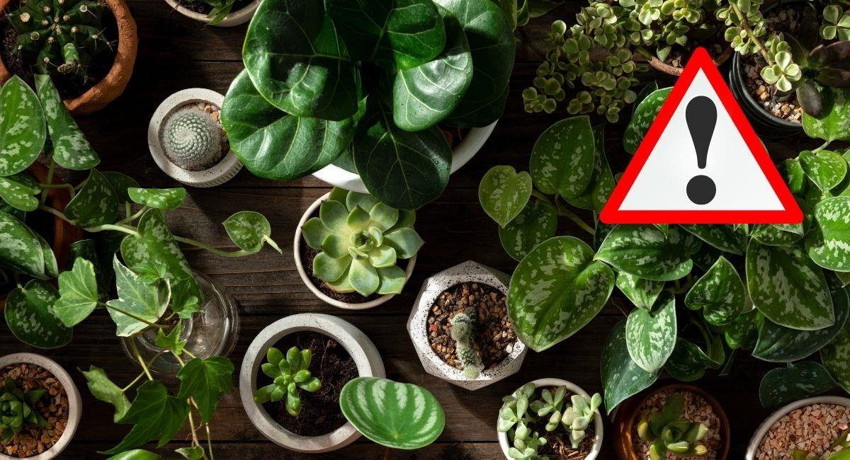 Las plantas que debes alejar de tu hogar porque atraen malas energías. Foto: Shutterstock