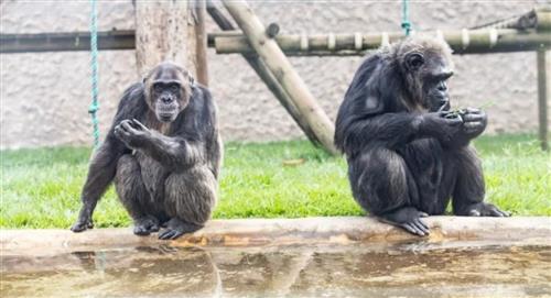La Fiscalía imputa por maltrato al cuidador de los chimpancés Pancho y Chita