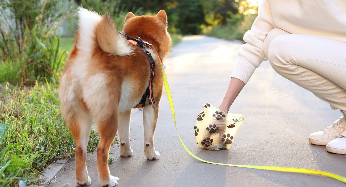 Valor de la multa por no recoger los excrementos de su perro en la calle. Foto: Shutterstock