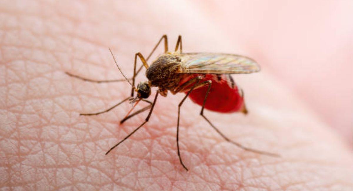 El mosquito tenía un "número de serie", pero nada se ha confirmado o desmentido al momento. Foto: iStock