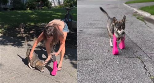 Perrito camina por primera vez con sus prótesis y enternece al internet
