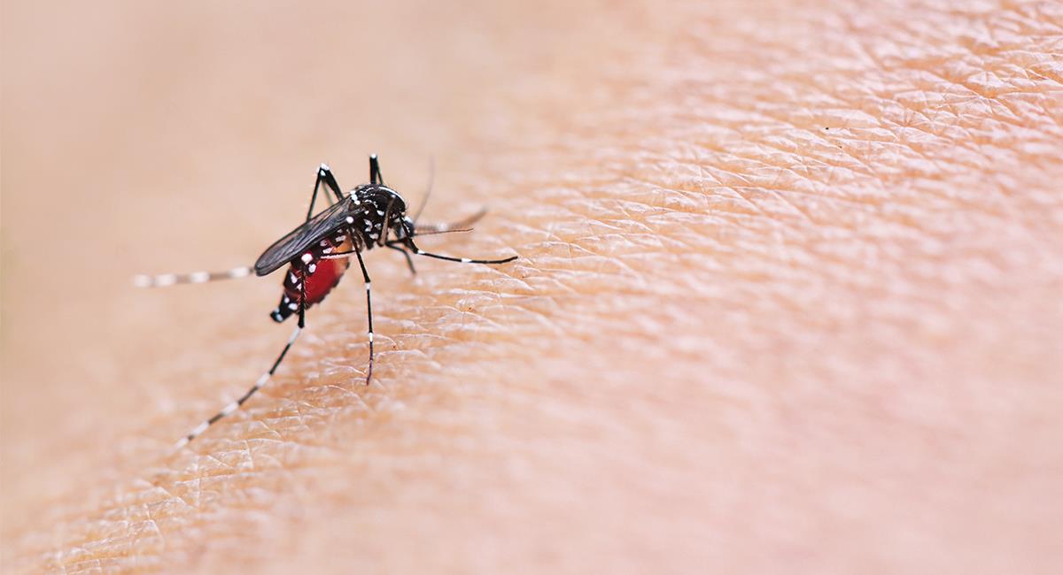 Virus del Nilo Occidental: así es la enfermedad transmitida por mosquitos que ya alarma. Foto: Shutterstock