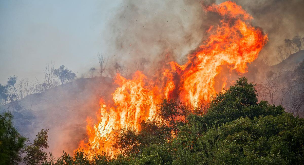 Incendios en Cali estarían siendo provocados por mafias. Foto: Shutterstock