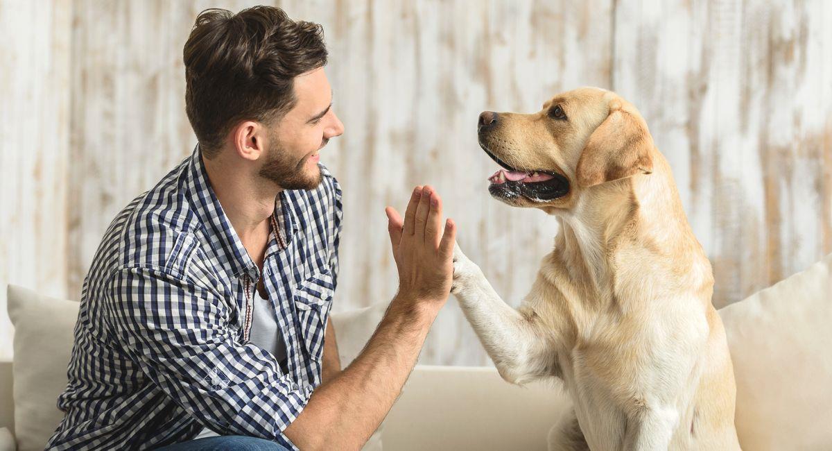 ¿Puedo heredarle mis bienes a mi mascota?. Foto: Shutterstock