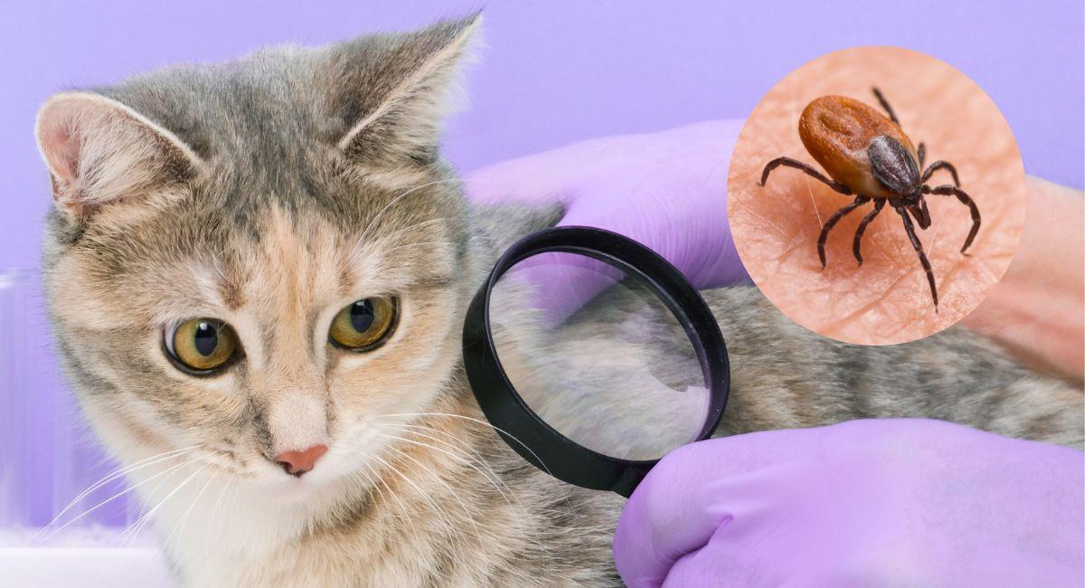 ¿Cómo eliminar las pulgas y garrapatas de mi mascota en casa?. Foto: Shutterstock
