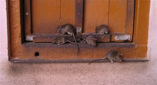 Invasión de ratas en Bogotá se sale de control, ¿qué está pasando?