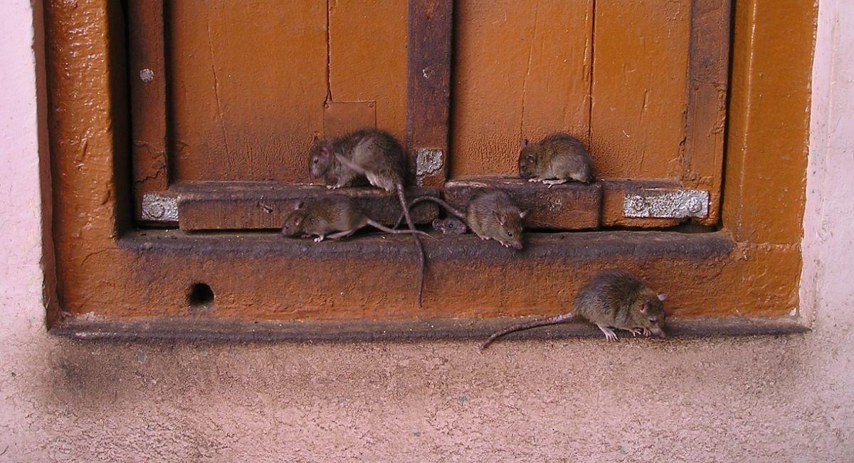 Bogotá intensifica operativos para controlar la invasión de ratas. Foto: Pixabay