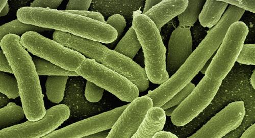 la Klebsiella Pneumoniae, bacteria con brote en Colombia