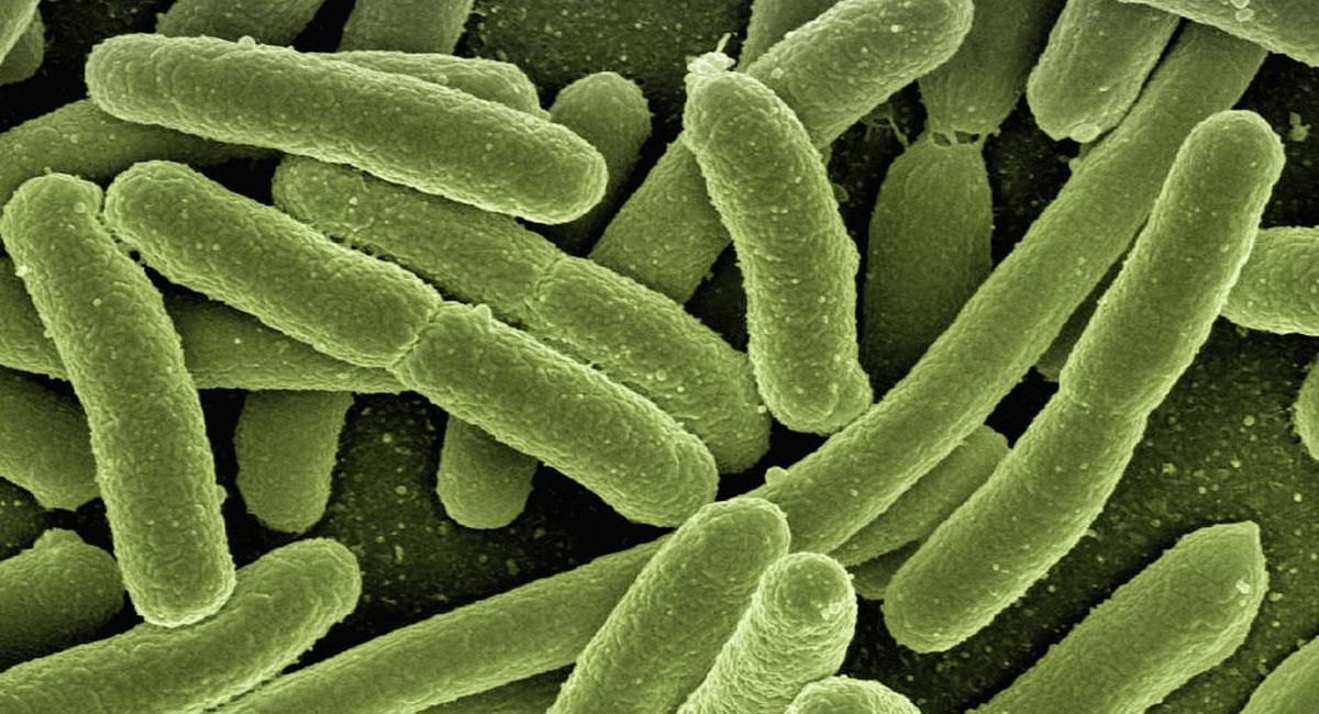 Las bacterias hospitalarias son fuente potencial de enfermedades. Foto: Pixabay
