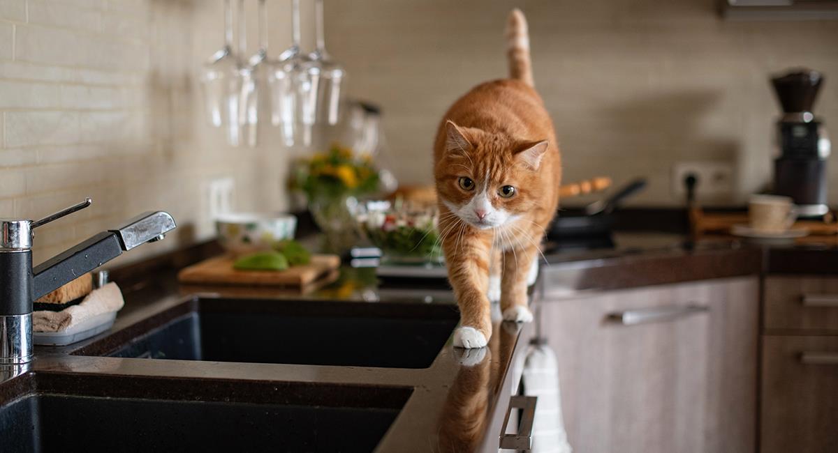 ¿El papel aluminio asusta a los gatos? Este y otros consejos para que no trepen. Foto: Shutterstock
