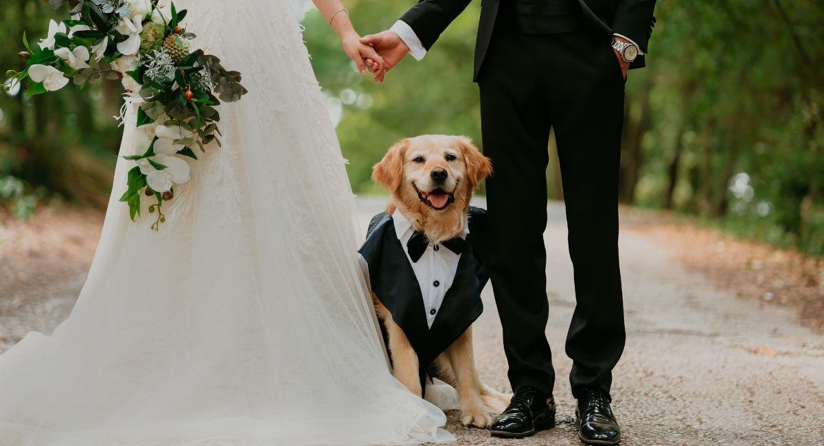 Juzgado reconoció a perro como miembro de una familia humana. Foto: Shutterstock