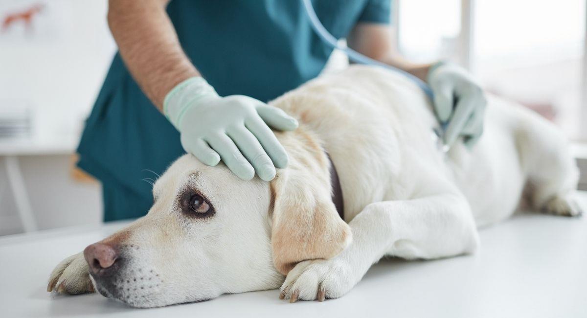 Cerca de 30 perros y gatos han sido envenenados en Bucaramanga. Foto: Shutterstock