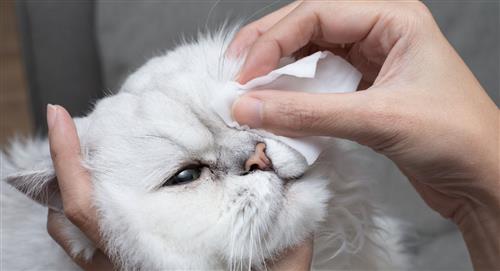 ¿Cómo limpiar los ojos de mi mascota si tiene conjuntivitis?