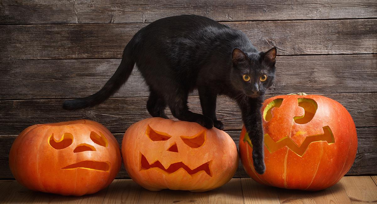 Los gatos negros corren peligro en Halloween: aquí te contamos las razones. Foto: Shutterstock
