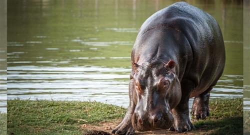 Inicia esterilización de hipopótamos de Pablo Escobar, gastarán 808 millones